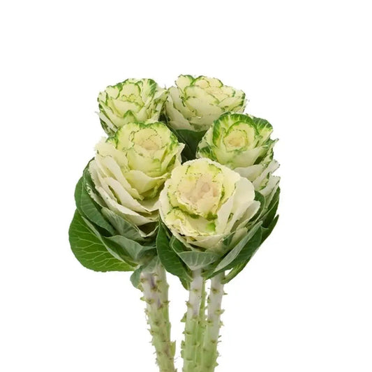 KALE - WHITE