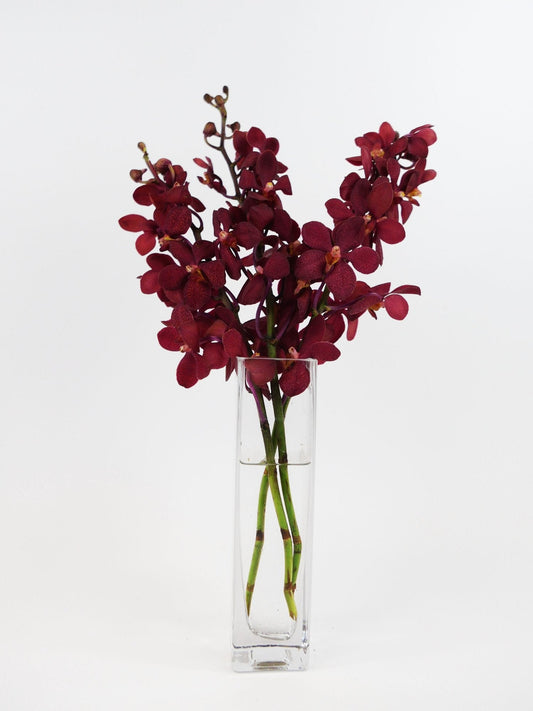 DENDROBIUM - BURGUNDY MOKARA