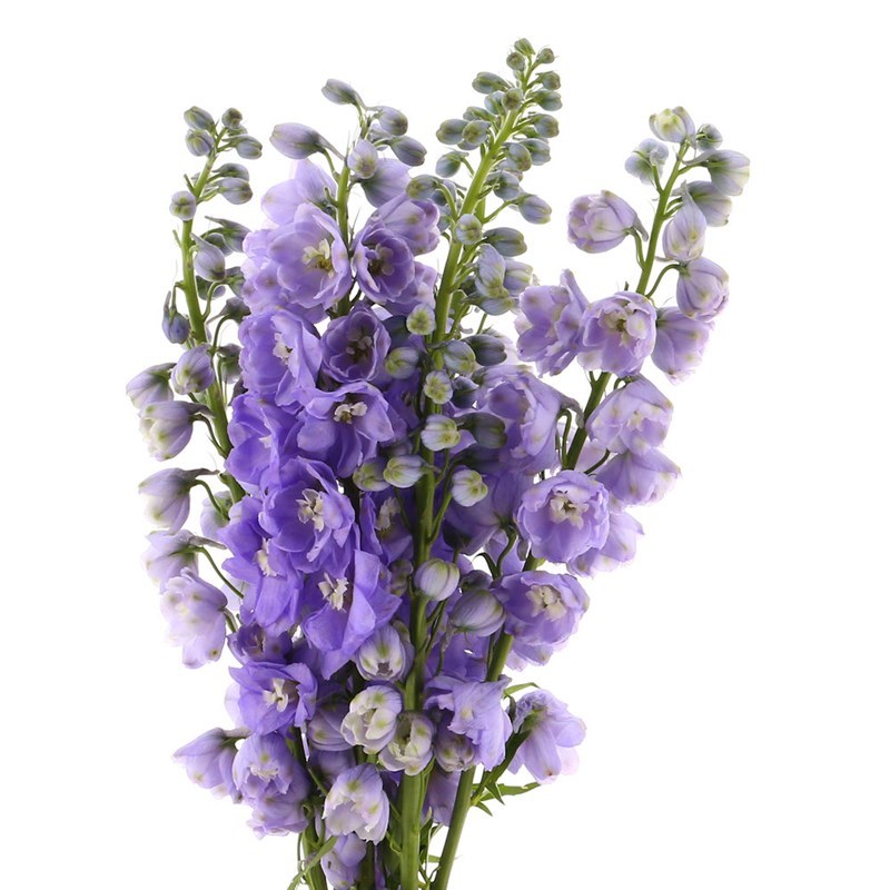 DELPHINIUM - LAVENDER