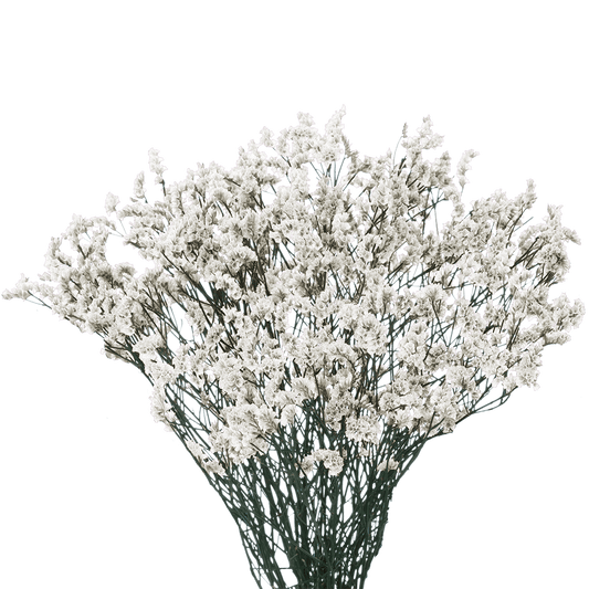 LIMONIUM - WHITE