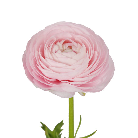 RANUNCULUS - BLUSH