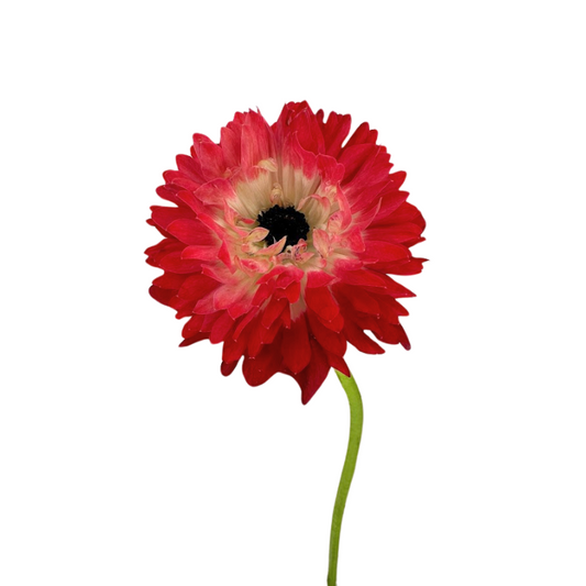 ANEMONE - LEVANTE RED