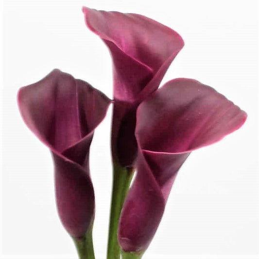 MINI CALLA - BURGUNDY