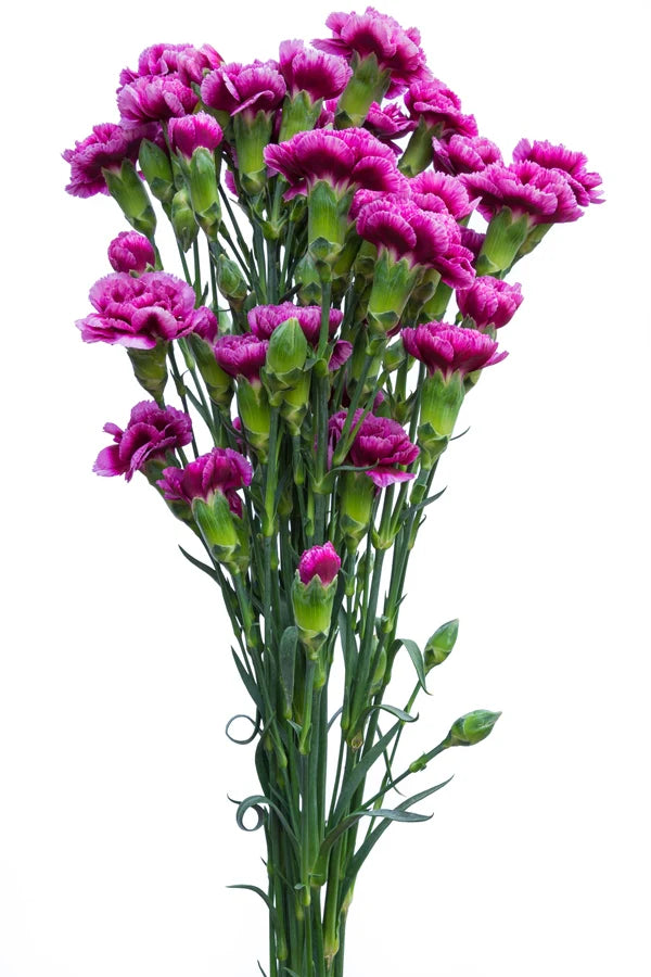 MINI CARNATION - PURPLE