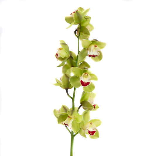 MINI CYMBIDIUM - GREEN