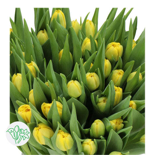 TULIPS - DOUBLE YELLOW