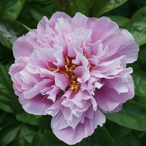 PEONIES - LAVENDER