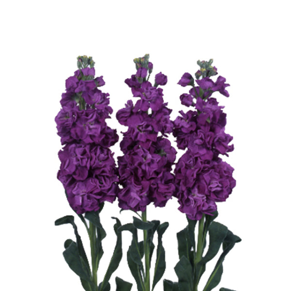STOCK - PLUM