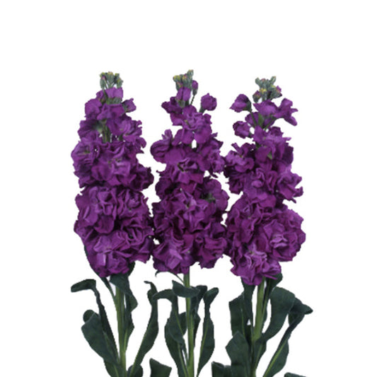 STOCK - PLUM