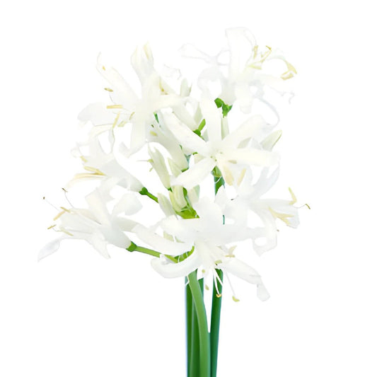 NOVELTY - NERINE LILY