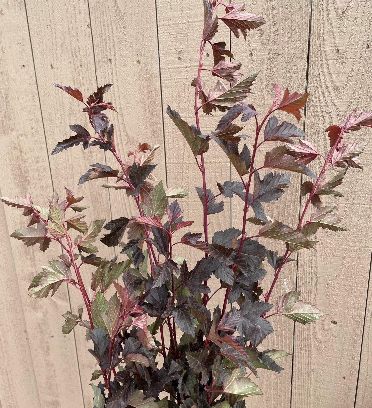 NINEBARK - BURGUNDY