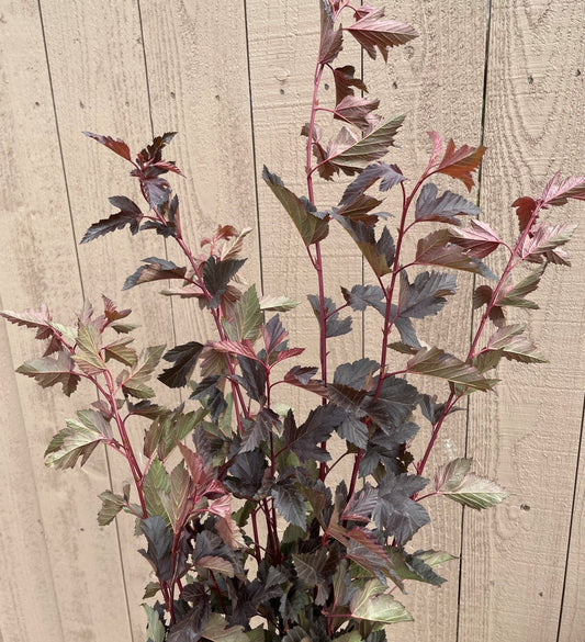 NINEBARK - BURGUNDY