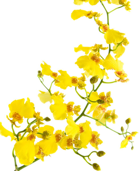 DENDROBIUM - ONCIDIUM