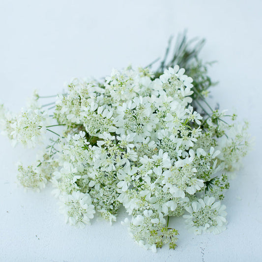 ORLAYA WHITE LACE