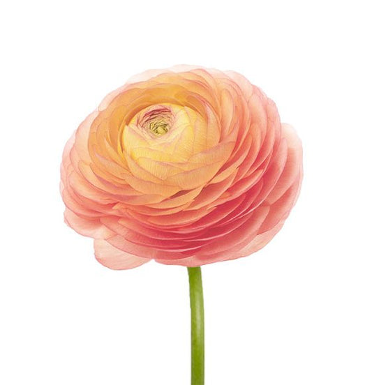 RANUNCULUS - PEACH
