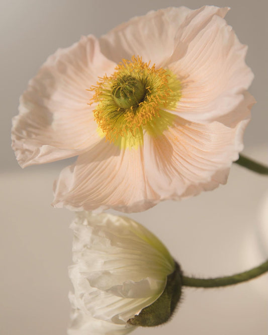 POPPIES - BLUSH