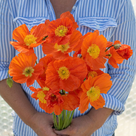POPPIES - ORANGE