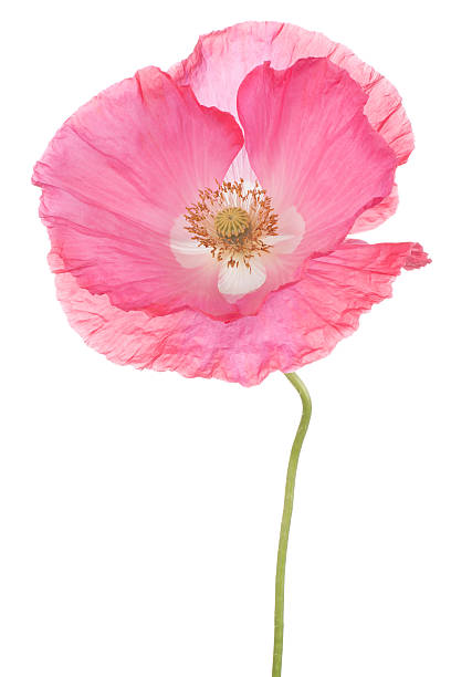 POPPIES - PINK