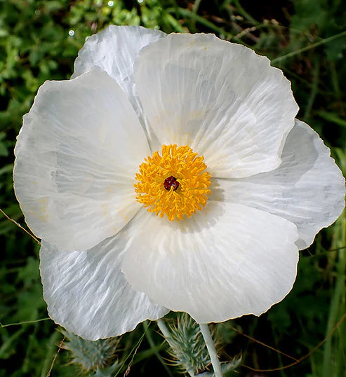 POPPIES - WHITE