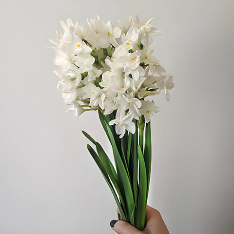 NARCISSUS