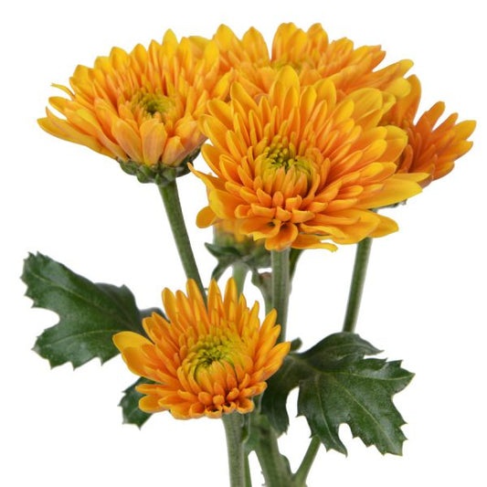 POMP - BUTTERSCOTCH CUSHION