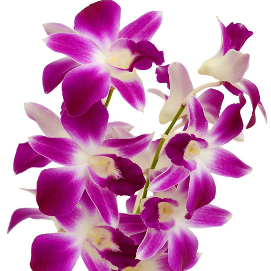 DENDROBIUM - PINK BOM