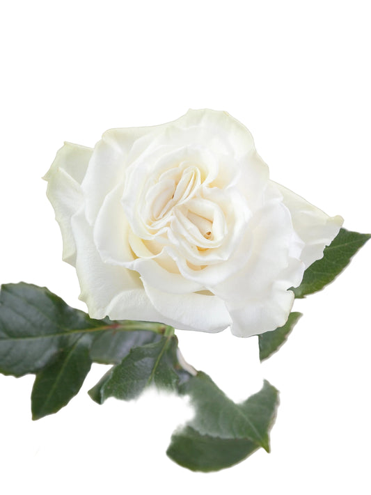 ROSE - WHITE ASPEN