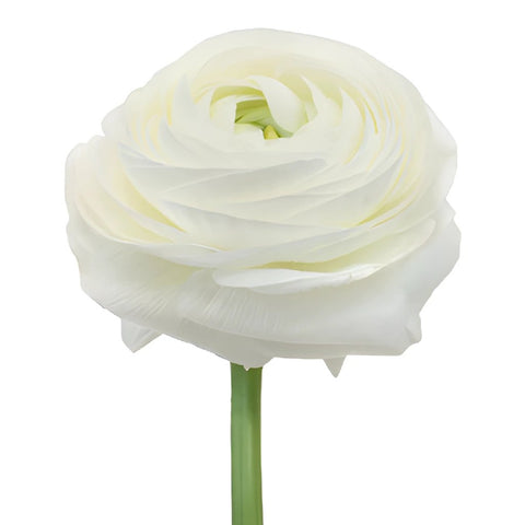 RANUNCULUS - LARGE WHITE CLOONI