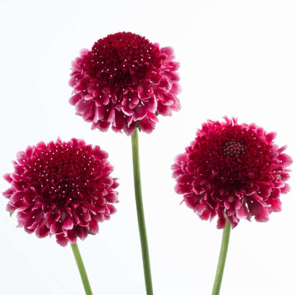 SCABIOSA - RASPBERRY