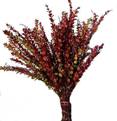GREENERY - RED HUCK