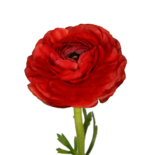RANUNCULUS - RED