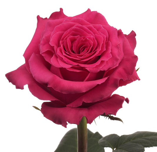 ROSE - HOT PINK FULL MONTY