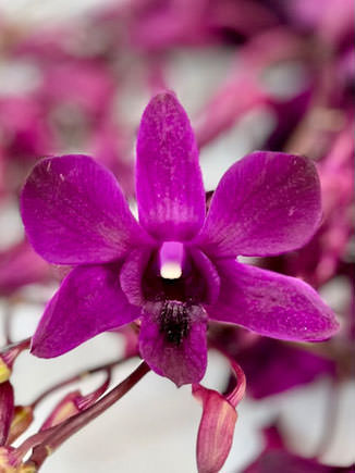 DENDROBIUM - ROYAL FUSCHIA