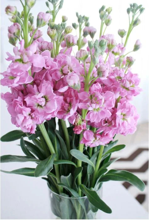 STOCK - PINK