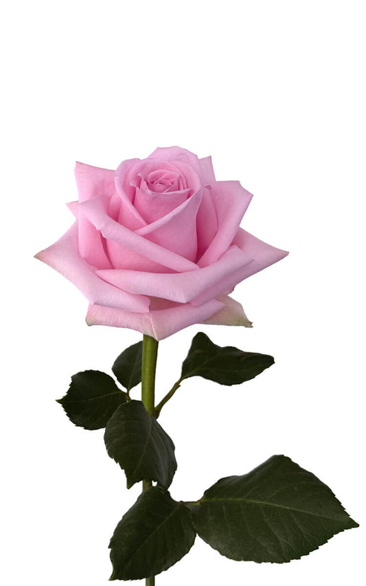 ROSE - LIGHT PINK SWEET CAKE