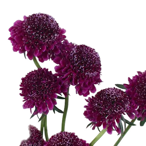SCABIOSA - PURPLE