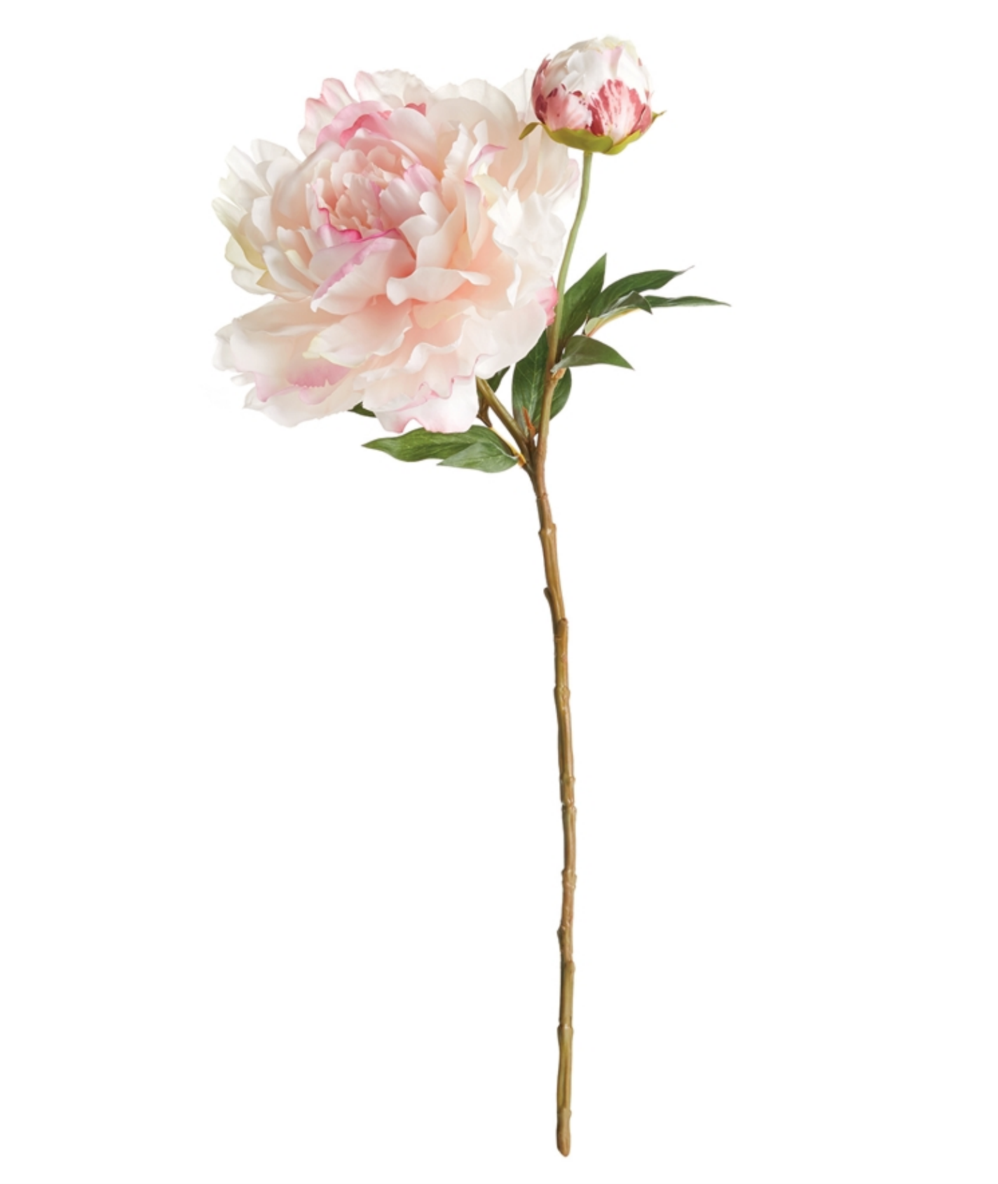 PEONIES - BLUSH