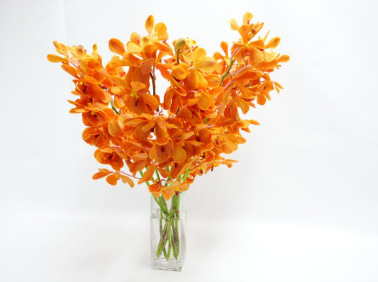 DENDROBIUM - ORANGE MOKARA