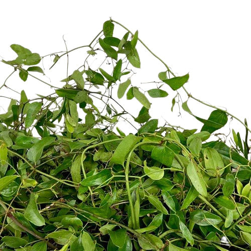 BULK SMILAX