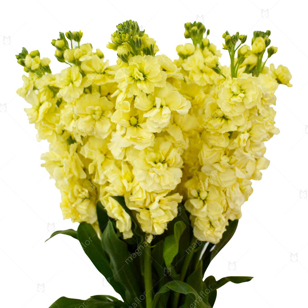 STOCK - YELLOW