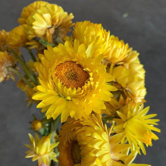 STRAWFLOWER - YELLOW