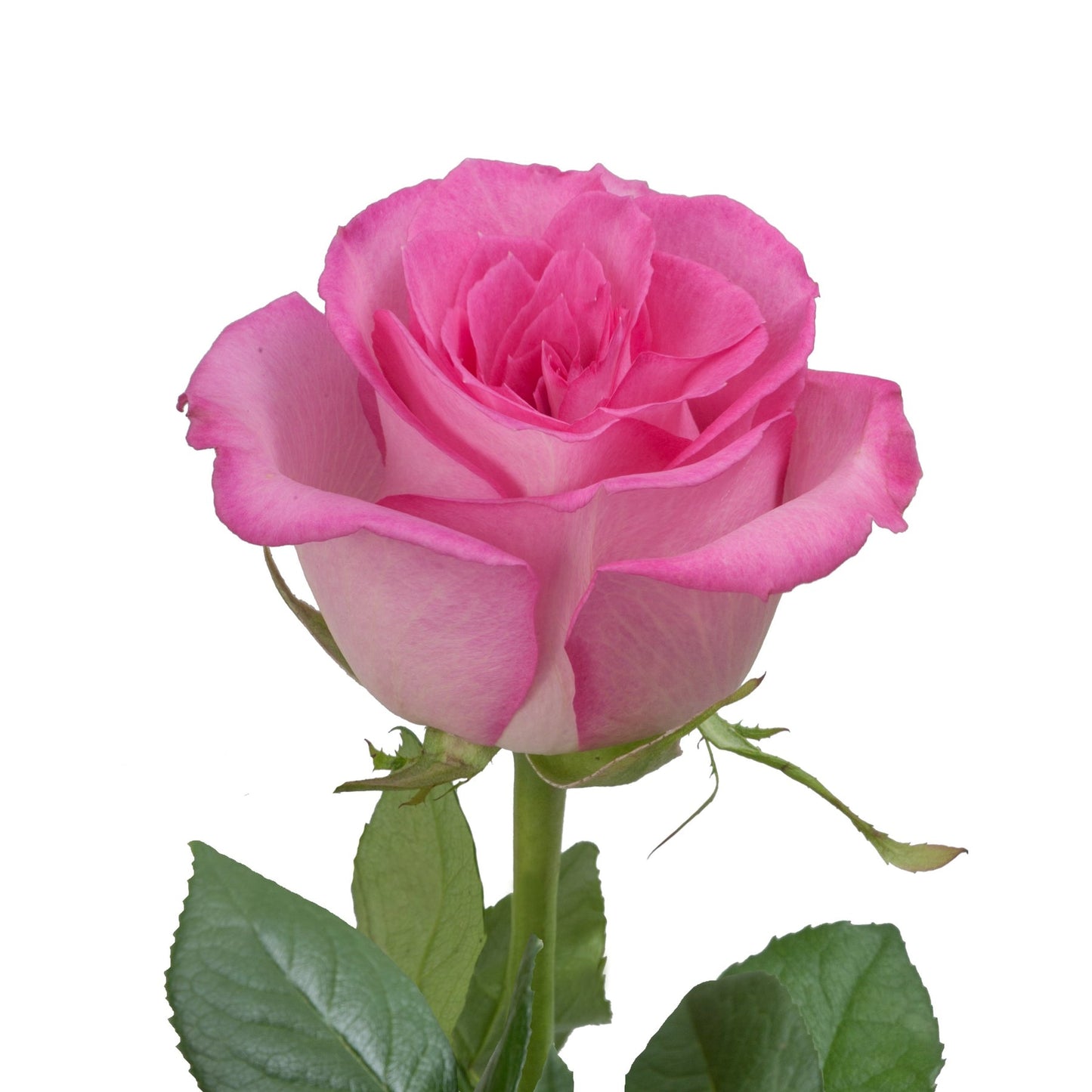 ROSE - PINK SWEET UNIQUE