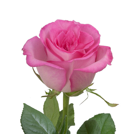 ROSE - PINK SWEET UNIQUE