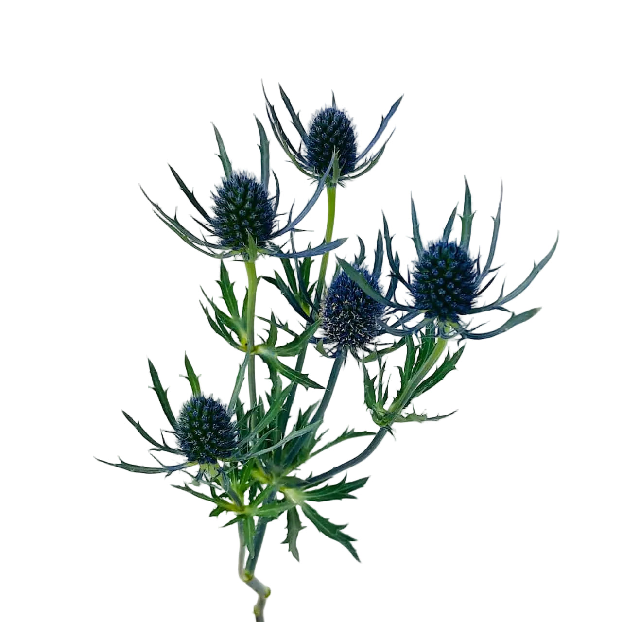 THISTLE - BLUE 10 STEM BU