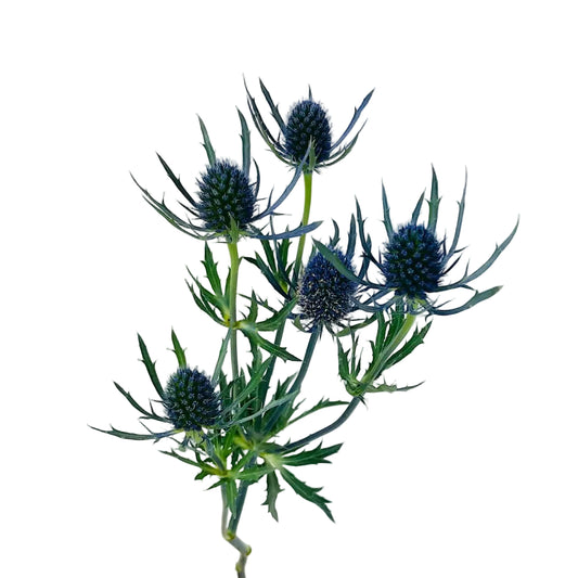 THISTLE - BLUE 10 STEM BU