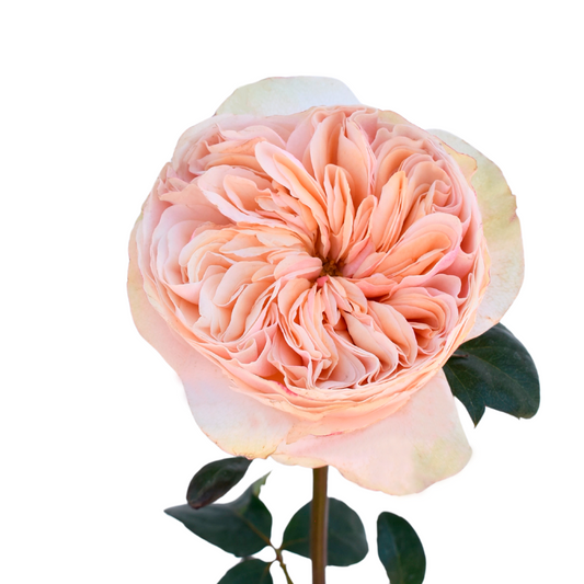 GARDEN ROSE - PEACH TIP TOP