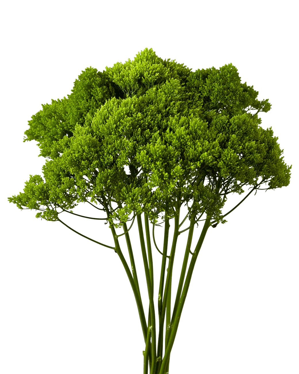 TRACHILLIUM - GREEN