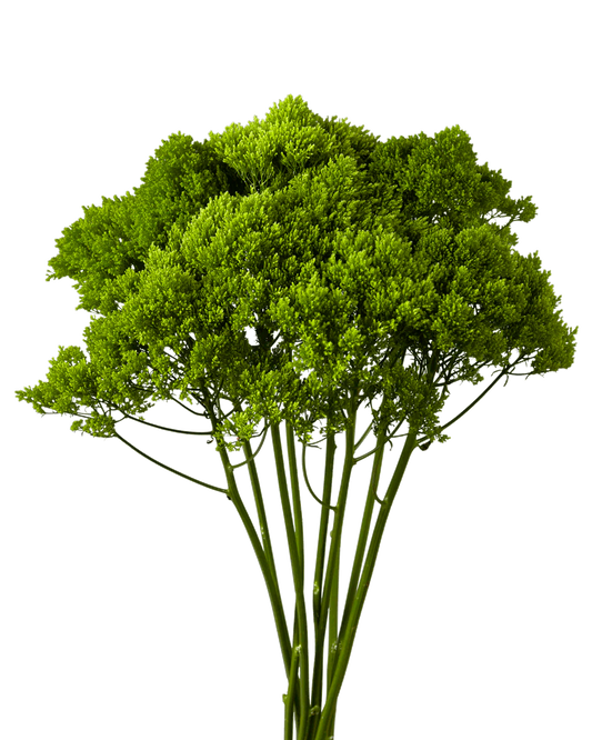TRACHILLIUM - GREEN