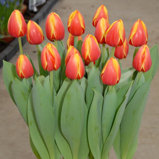TULIP - AD REM
