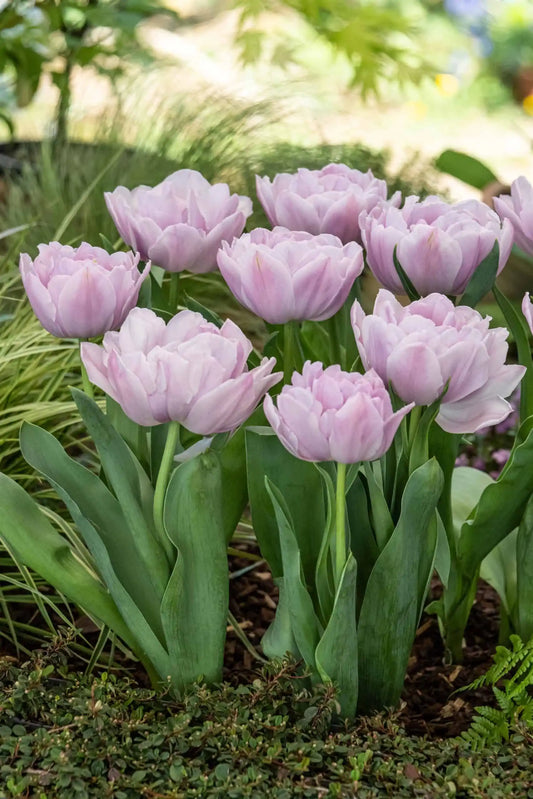 TULIPS - DOUBLE LAVENDER